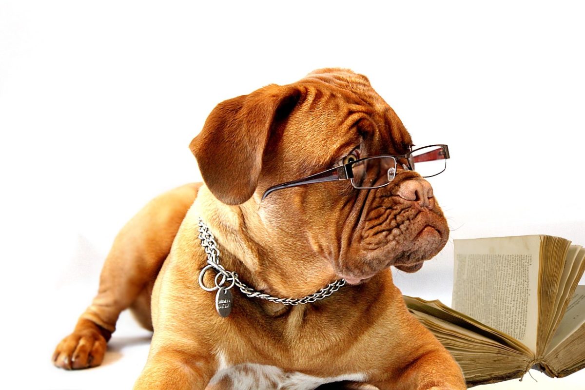 勉強する犬